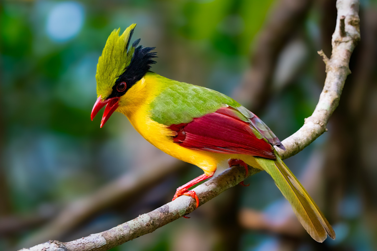 Ghẻ cùi bụng vàng